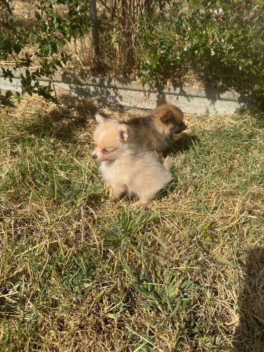 Luluzinho LOP e Afixo