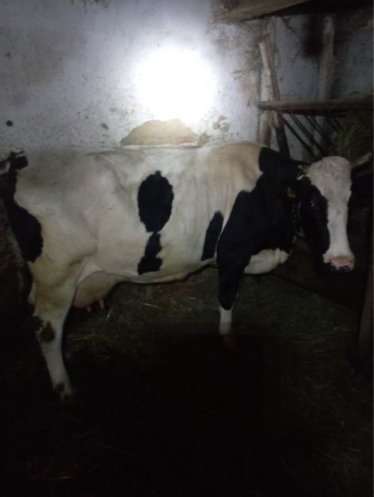Продам корову  чорно рябу