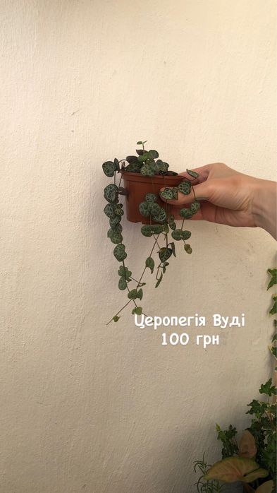 Розмарин/ хедера/калізія/сингоніум/церопегія/епіпремнум
