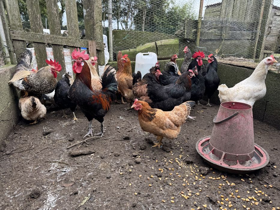 Galinhas da terra