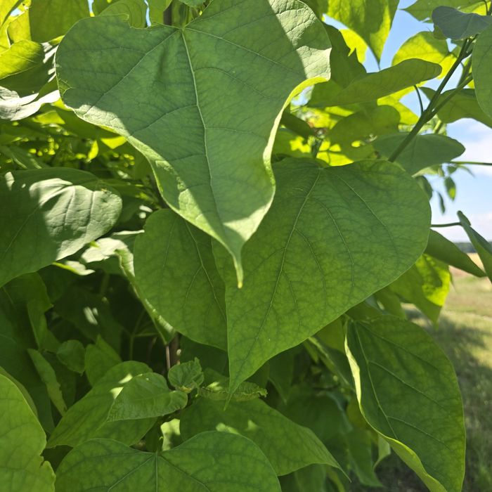 Katalpa 200-300 cm surmia catalpa duze drzewa