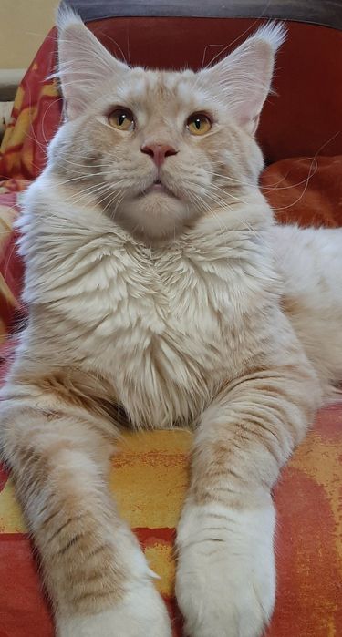 Красавиц Мейн-кун ждёт свою возлюбленную