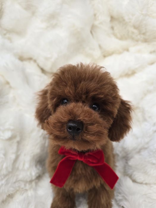 Pudel toy badania rodzicow