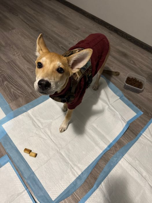 Перетримка передержка собак котів