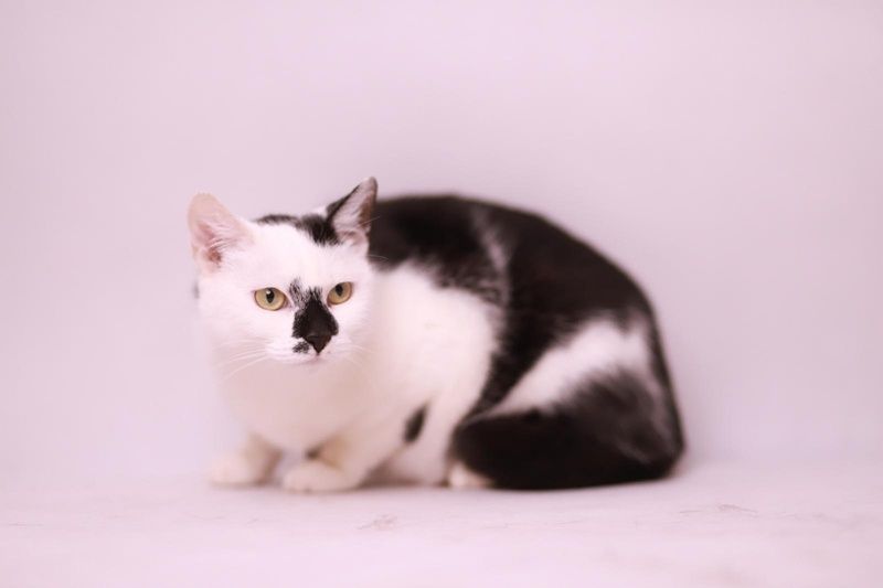 Chanel - wyjątkowa kotka w każdym calu czeka na adopcję