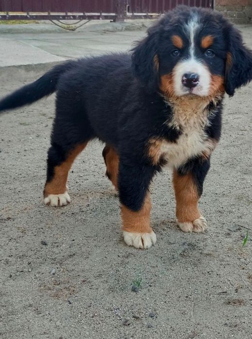 Szczeniak berneński pies pasterski