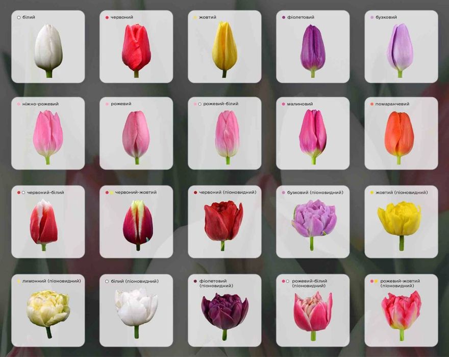 Тюльпани до 8 березня опт, український та голландський тюльпан