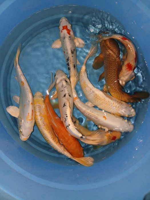 Carpas koi selecção premium