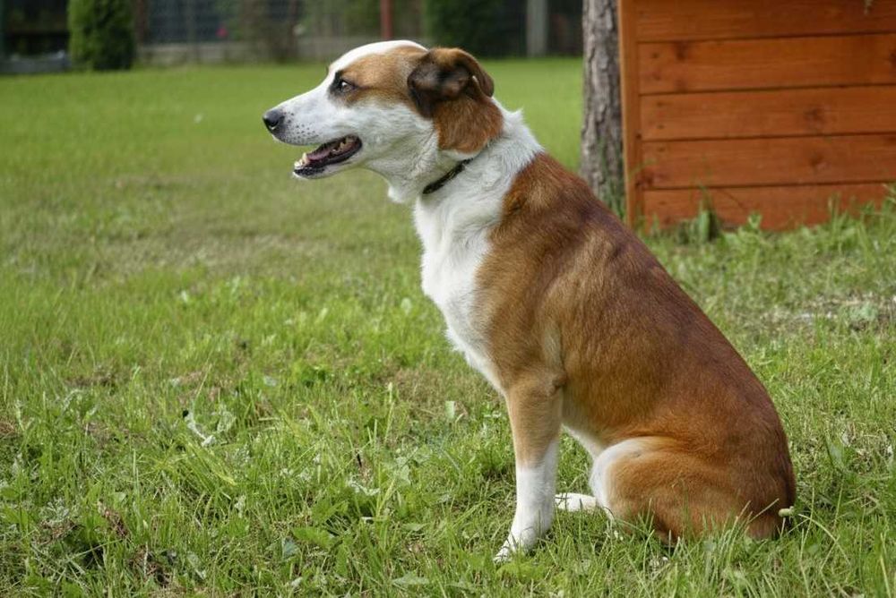 CRUX - duży biało-rudy psiak