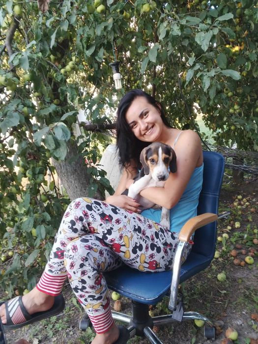 Щенки бигль выбор есть доставка оплата при получении