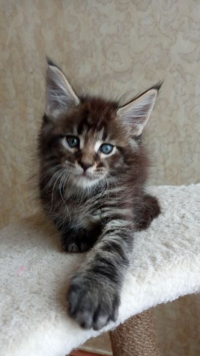 Котик Мейн-Кун — ваш спокiй найкращий від стресу.