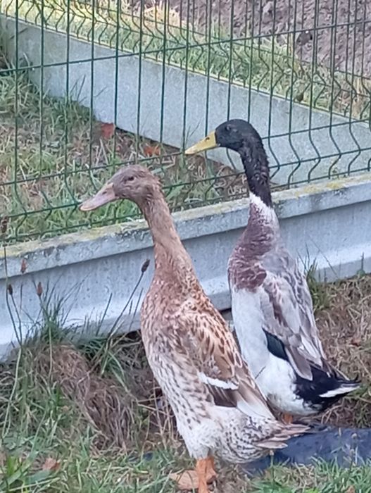 Sprzedam kaczki biegusy para kaczor i kaczka