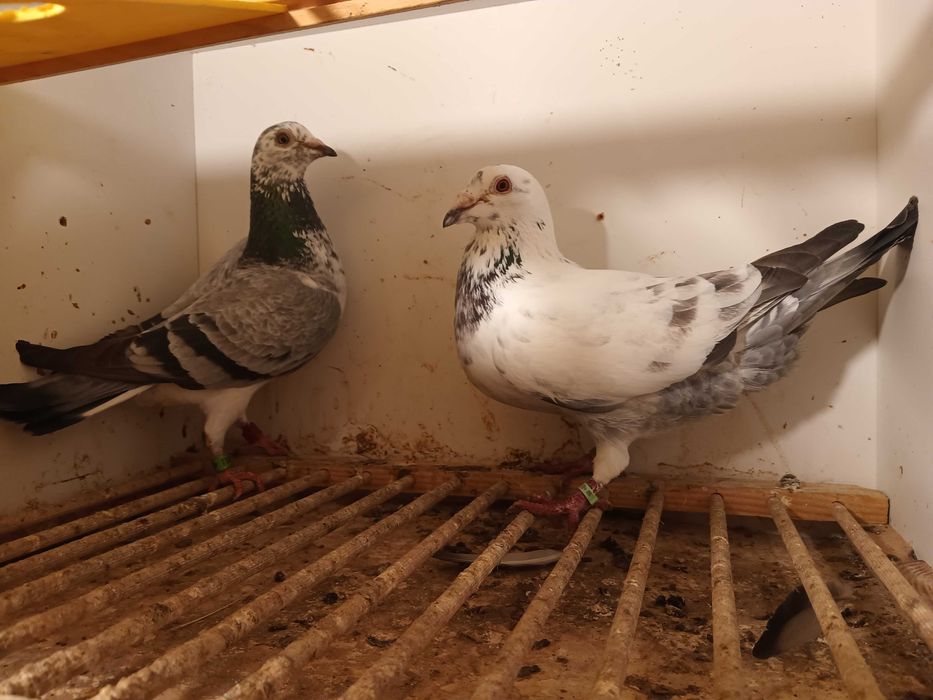 Gołębie pocztowe mlode