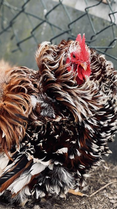 Jaja lęgowe - Kochin karzełek lokowany porcelanowy ! BOB TAIL