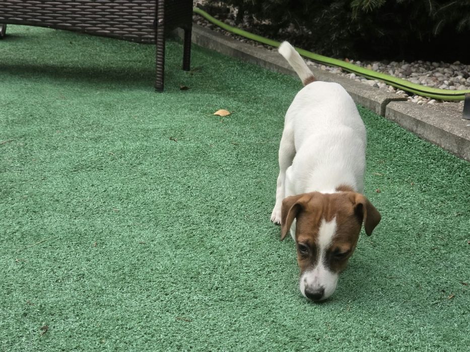 Jack Russell terrier z metryką