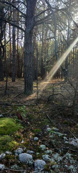 Działka budowlano-rekreacyjna 1400 m² | Popowo-Letnisko, gm. Somianka | MPZP - Widok 2
