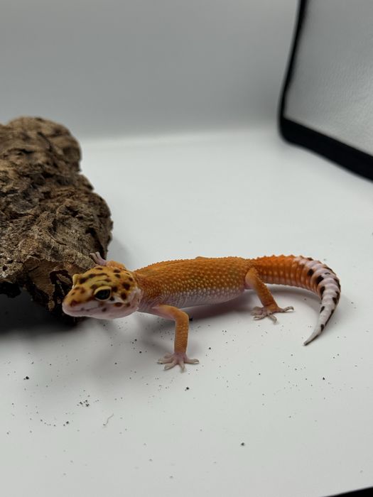 Gekon lamparci tangerine