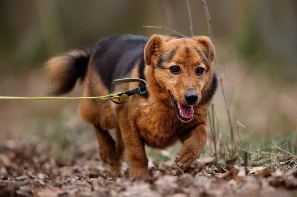Ozi, maly spokojny piesek do adopcji