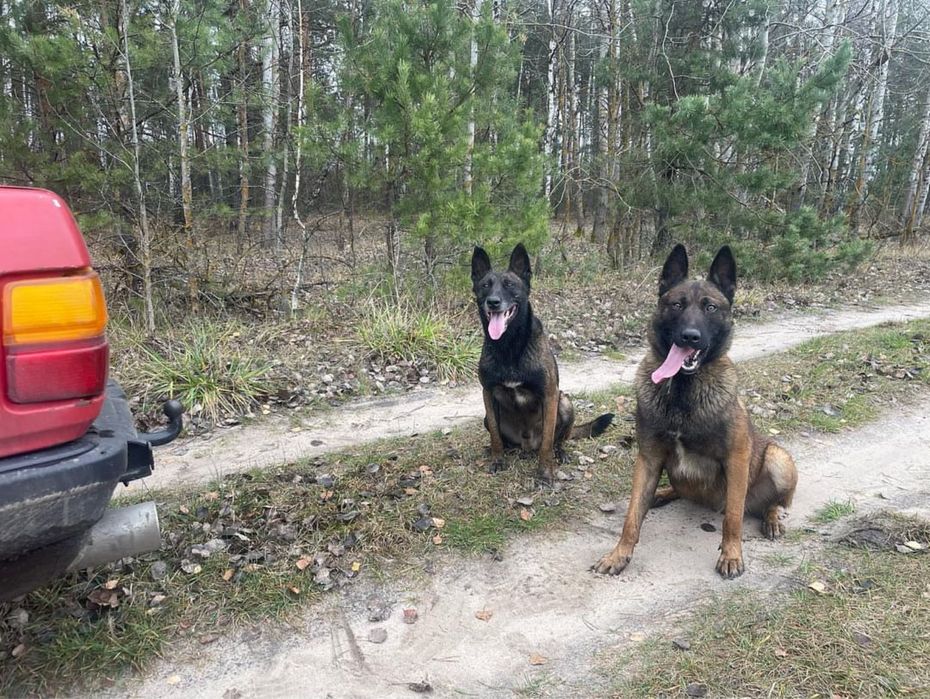 2 кобеля малінуа для в‘язки