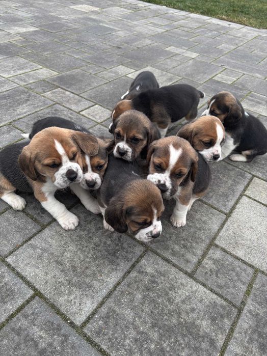 Beagle Tricolor pieski