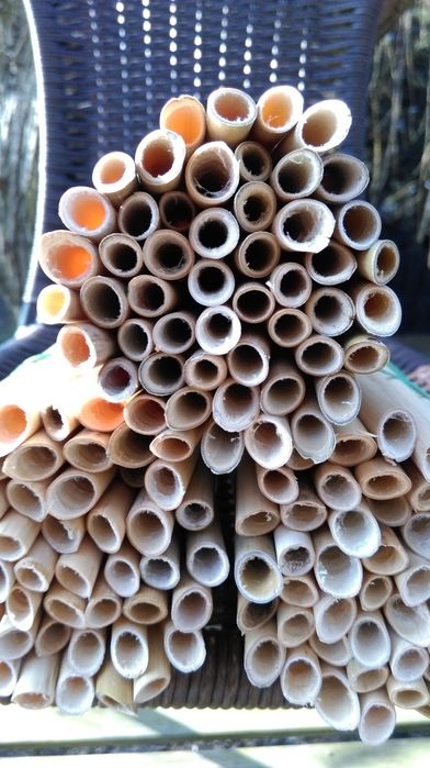 Trzcina dla  murarki