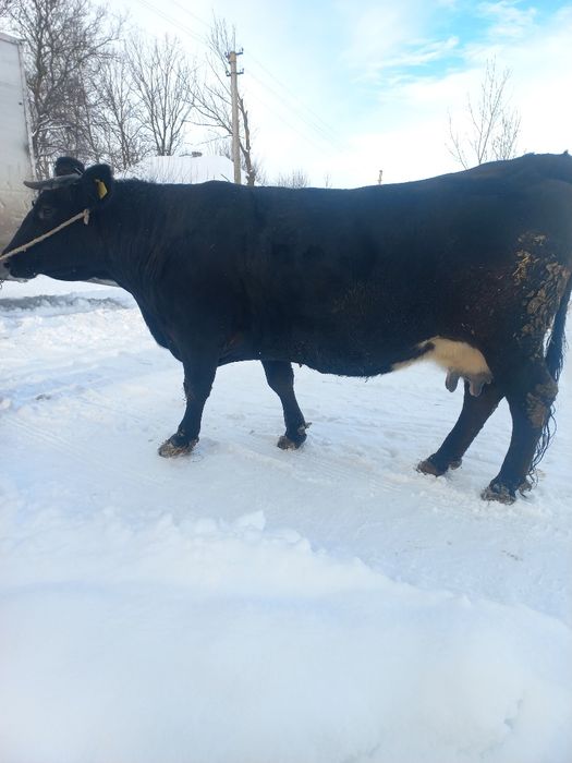 Продам добру корову