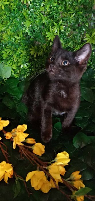 Małe kotki szukają domków