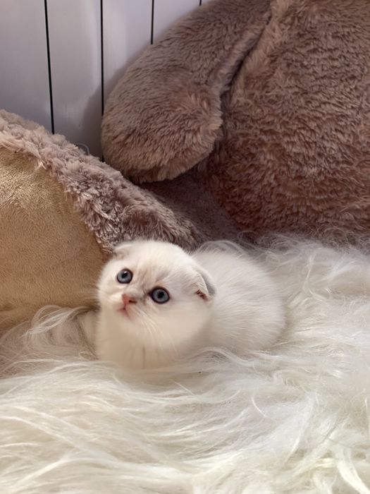 Золоті шотладські кошенята