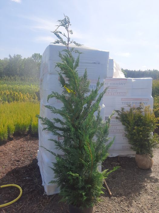 Cupressocyparis leylandii,  Cyprysowiec  Leylanda