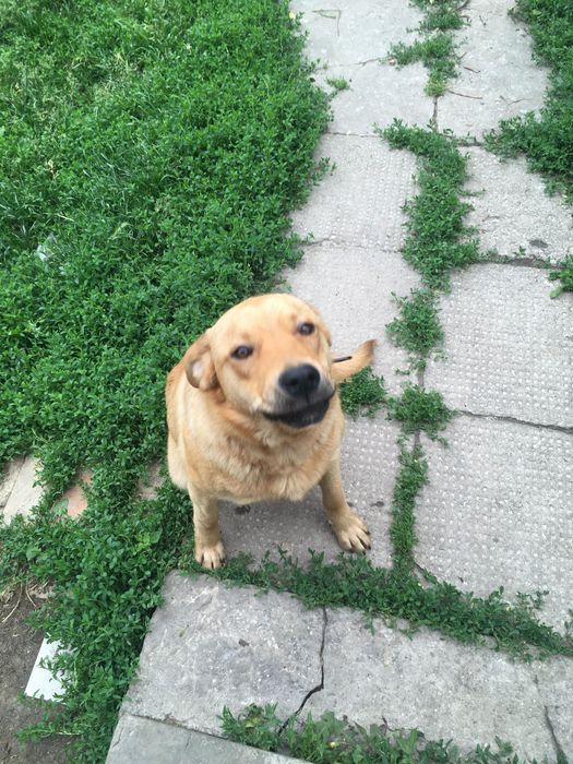 Oddam Labradora w dobre ręce