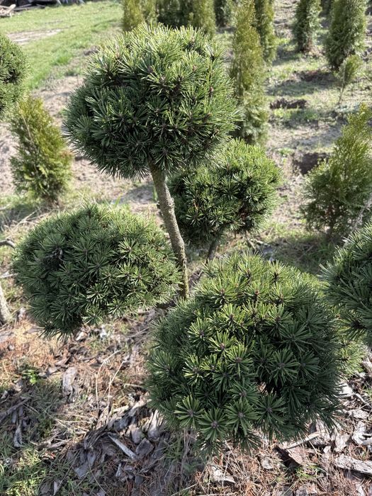 Sosna szczepiona bonsai piekna
