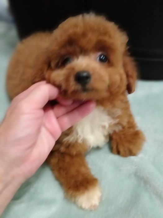 Яскравий малюк F2 Мальтіпу