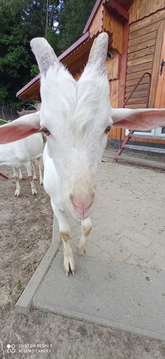 Kozie mleko 10zł