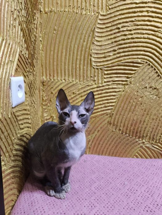 Канадський сфінкс