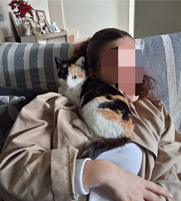 Gatinha c/ 6meses  já desparazitada