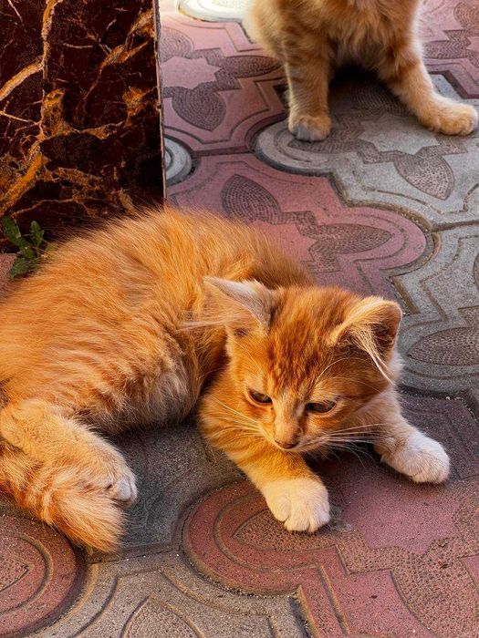 Віддам Котиків в добрі руки