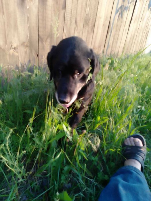 Лабрадор 8 років