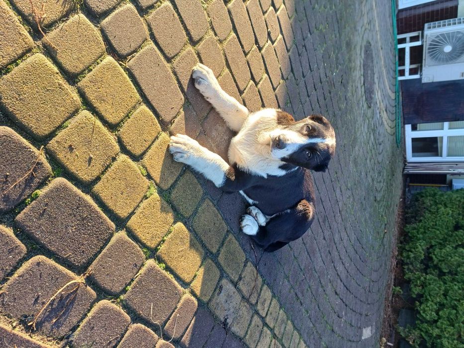 Owczarek Środkowoazjatycki