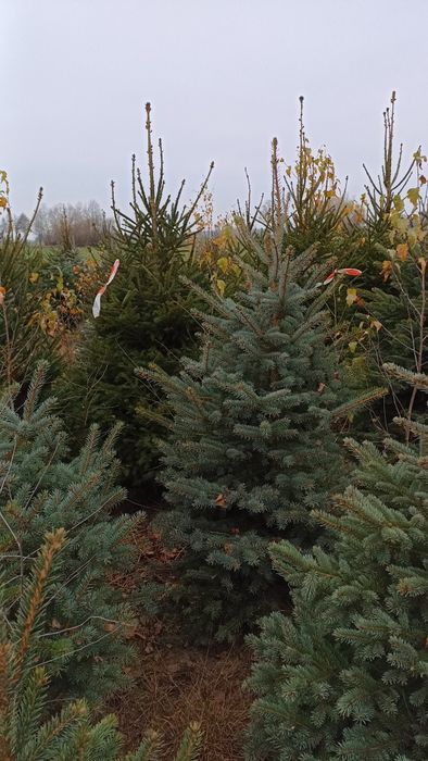 Choinki choinka świerk srebrny kłujący pospolity