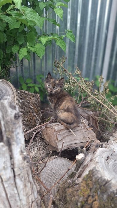 Подарую кошенят, котика, кішку