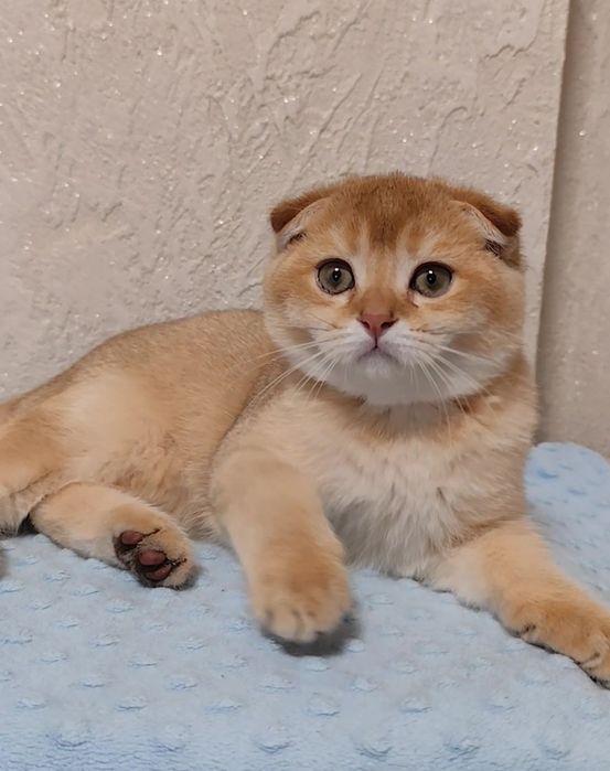 Очаровательный мурлыка золотая шиншилла прямоухие вислоухие котята