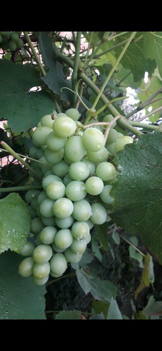 Продається будинок від власника з садом і великим городом
Київська обл