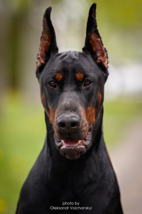 Вязка Доберман КСУ FCI