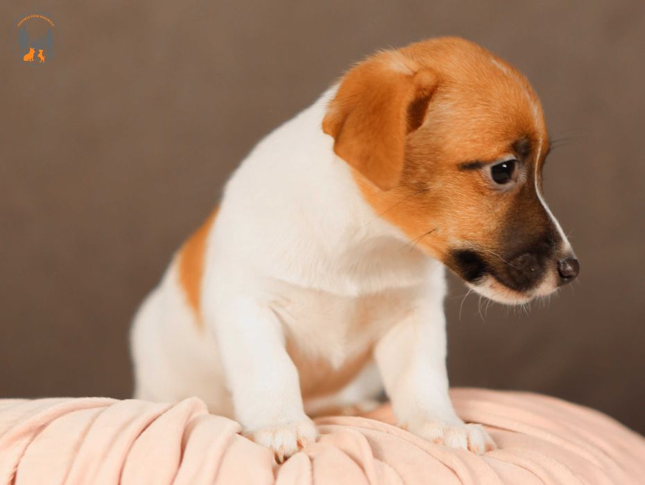 Jack Russell Terrier ZKwP FCI suczka k.włos rodzice przebadani