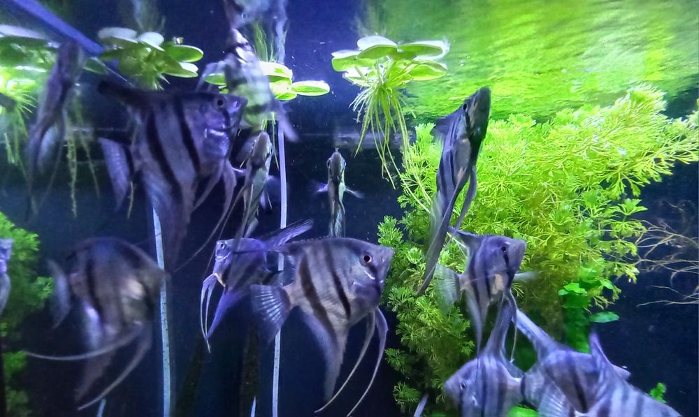 Escalares pinoy azuis