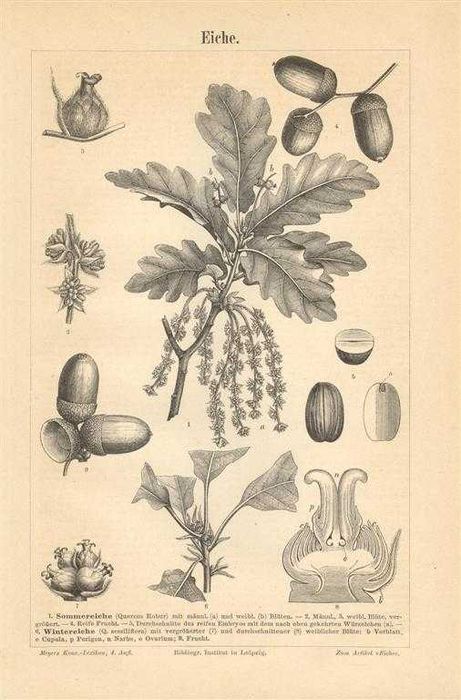 Drzewo II  oryginalna XIX w. grafika