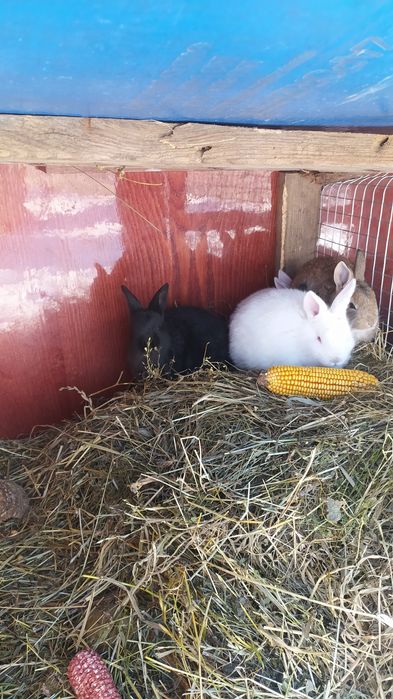 Продам кролинят!