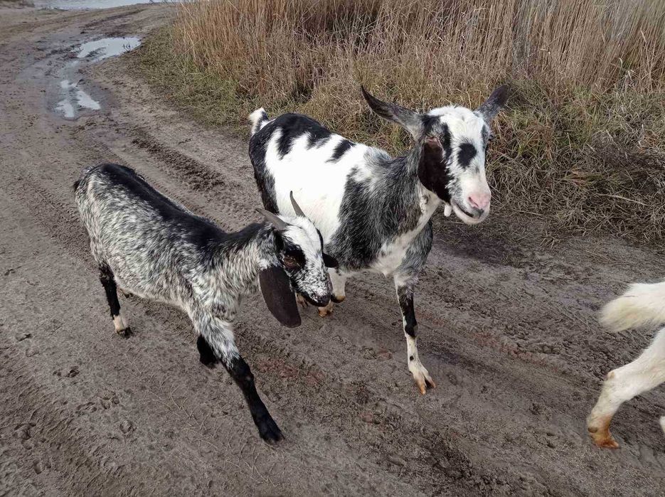 ПРОДАЖ ЦАПІВ  Англо - Нубійської породи