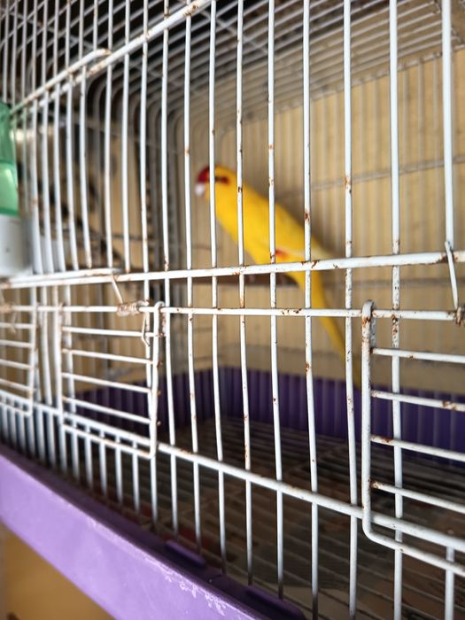 Kakaraki macho para venda amarelo