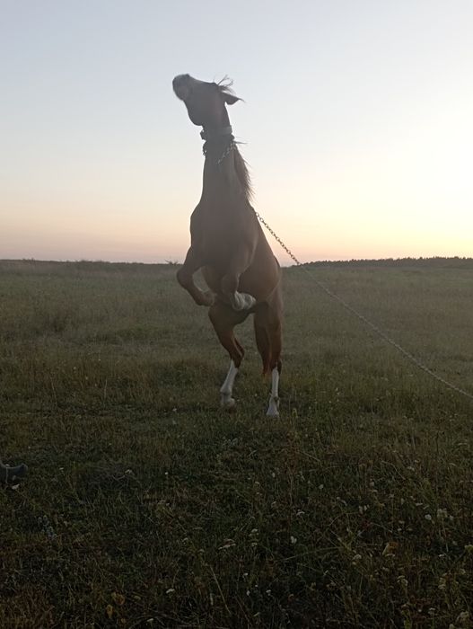Шукає гарних господарів кінь.